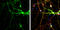 Synaptosome Associated Protein 25 antibody, GTX113839, GeneTex, Immunocytochemistry image 