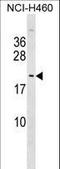 M-Phase Specific PLK1 Interacting Protein antibody, LS-C157293, Lifespan Biosciences, Western Blot image 