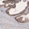 Claudin 1 antibody, NBP2-61630, Novus Biologicals, Immunohistochemistry frozen image 