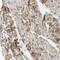 Nebulette antibody, NBP1-86462, Novus Biologicals, Immunohistochemistry paraffin image 