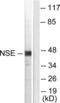 Enolase 2 antibody, LS-B6318, Lifespan Biosciences, Western Blot image 