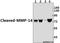 Matrix Metallopeptidase 14 antibody, A00656Y112, Boster Biological Technology, Western Blot image 