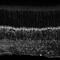 G Protein Subunit Gamma 13 antibody, NBP1-98572, Novus Biologicals, Immunohistochemistry frozen image 