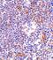 NFKB Inhibitor Interacting Ras Like 1 antibody, A11990, Boster Biological Technology, Immunohistochemistry frozen image 