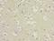 CKLF Like MARVEL Transmembrane Domain Containing 5 antibody, LS-C397648, Lifespan Biosciences, Immunohistochemistry frozen image 