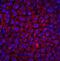 RING1 And YY1 Binding Protein antibody, A04316, Boster Biological Technology, Immunofluorescence image 
