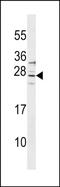 Signal Regulatory Protein Delta antibody, PA5-72066, Invitrogen Antibodies, Western Blot image 