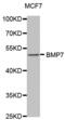 Bone Morphogenetic Protein 7 antibody, abx000840, Abbexa, Western Blot image 