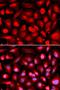 Heterogeneous Nuclear Ribonucleoprotein A1 Like 2 antibody, orb324844, Biorbyt, Immunocytochemistry image 