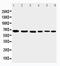 Apoptosis Inducing Factor Mitochondria Associated 1 antibody, PA2232, Boster Biological Technology, Western Blot image 