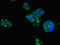 Hepatitis A Virus Cellular Receptor 2 antibody, LS-C285527, Lifespan Biosciences, Immunofluorescence image 