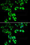 Striatin 3 antibody, MBS9125131, MyBioSource, Immunofluorescence image 