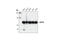 Replication Protein A1 antibody, 2198S, Cell Signaling Technology, Western Blot image 