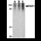 NLR Family CARD Domain Containing 4 antibody, MBS151519, MyBioSource, Western Blot image 