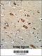 Transcription Elongation Regulator 1 Like antibody, 63-687, ProSci, Immunohistochemistry paraffin image 