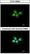 Acidic Nuclear Phosphoprotein 32 Family Member A antibody, GTX115933, GeneTex, Immunocytochemistry image 