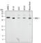 Mitogen-Activated Protein Kinase Kinase 1 antibody, AF2079, R&D Systems, Western Blot image 