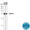 Ephrin B1 antibody, AF473, R&D Systems, Western Blot image 
