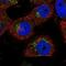 Transportin 3 antibody, NBP1-81585, Novus Biologicals, Immunocytochemistry image 