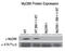 MYD88 Innate Immune Signal Transduction Adaptor antibody, 2125, QED Bioscience, Western Blot image 