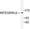 Integrin Subunit Beta 1 antibody, LS-C176320, Lifespan Biosciences, Western Blot image 