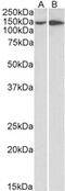 Integrin Subunit Alpha 1 antibody, MBS423354, MyBioSource, Western Blot image 