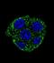 Glutathione S-Transferase Omega 2 antibody, LS-C166713, Lifespan Biosciences, Immunofluorescence image 
