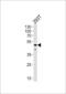 Y-Box Binding Protein 1 antibody, LS-C157043, Lifespan Biosciences, Western Blot image 