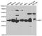 UDP-Galactose-4-Epimerase antibody, A6595, ABclonal Technology, Western Blot image 