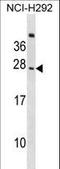 CD300c Molecule antibody, LS-C168535, Lifespan Biosciences, Western Blot image 