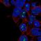 Zinc finger protein 689 antibody, PA5-62916, Invitrogen Antibodies, Immunofluorescence image 