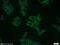 Plexin B2 antibody, 10602-1-AP, Proteintech Group, Immunofluorescence image 