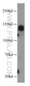 Centrosomal Protein 97 antibody, 22050-1-AP, Proteintech Group, Western Blot image 