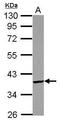 PDLIM1 Interacting Kinase 1 Like antibody, GTX122965, GeneTex, Western Blot image 