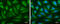 Oxysterol Binding Protein Like 6 antibody, GTX107723, GeneTex, Immunofluorescence image 