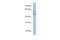 MSS51 Mitochondrial Translational Activator antibody, 26-523, ProSci, Enzyme Linked Immunosorbent Assay image 