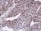 CTD Phosphatase Subunit 1 antibody, PA5-28074, Invitrogen Antibodies, Immunohistochemistry paraffin image 