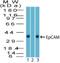 Epithelial Cell Adhesion Molecule antibody, NBP2-27107, Novus Biologicals, Western Blot image 