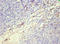S100 Calcium Binding Protein A8 antibody, A56182-100, Epigentek, Immunohistochemistry paraffin image 