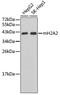 H2A Histone Family Member Y2 antibody, 19-071, ProSci, Western Blot image 