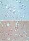 VANGL Planar Cell Polarity Protein 2 antibody, NBP2-24704, Novus Biologicals, Immunohistochemistry paraffin image 