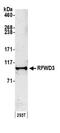 E3 ubiquitin-protein ligase RFWD3 antibody, NB100-68208, Novus Biologicals, Western Blot image 