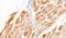 Desmin antibody, PA5-19063, Invitrogen Antibodies, Immunohistochemistry frozen image 