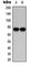 Protein Kinase C Beta antibody, abx121671, Abbexa, Western Blot image 
