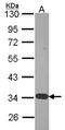 Annexin A4 antibody, NBP2-15409, Novus Biologicals, Western Blot image 