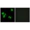 TNF Alpha Induced Protein 8 antibody, PA5-49778, Invitrogen Antibodies, Immunofluorescence image 