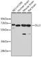 Delta Like Canonical Notch Ligand 3 antibody, 18-321, ProSci, Western Blot image 