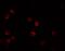 Interleukin-28B antibody, PA5-72773, Invitrogen Antibodies, Immunofluorescence image 