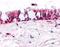 Olfactory receptor 2A4 antibody, NLS3903, Novus Biologicals, Immunohistochemistry frozen image 