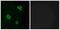 Adhesion G Protein-Coupled Receptor L1 antibody, A30832, Boster Biological Technology, Western Blot image 